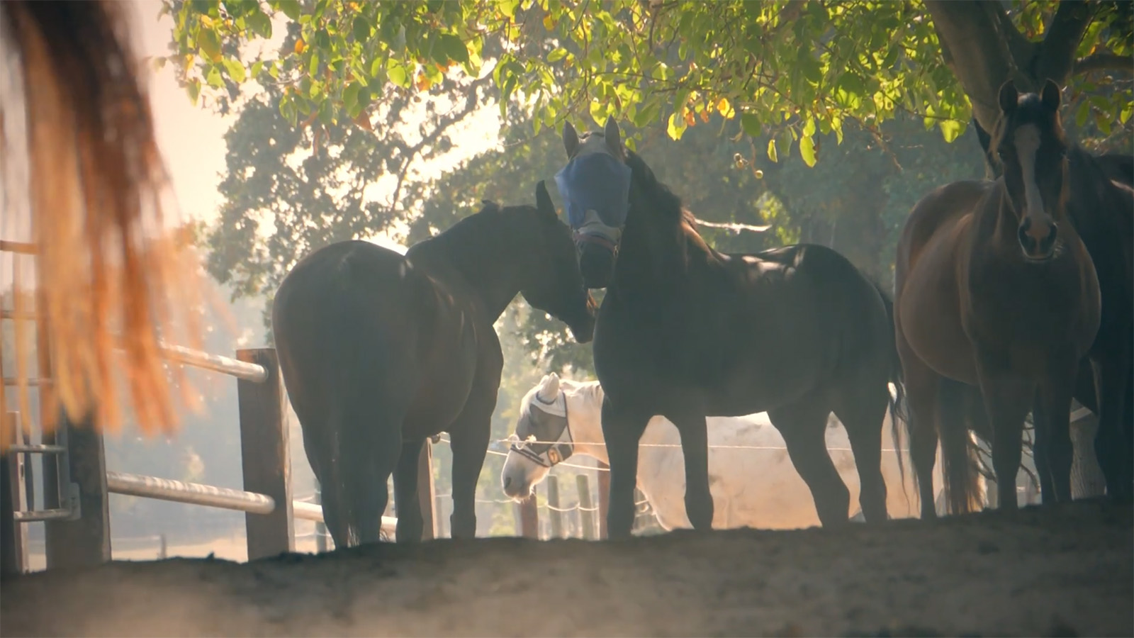 Reitanlage Haus Furth